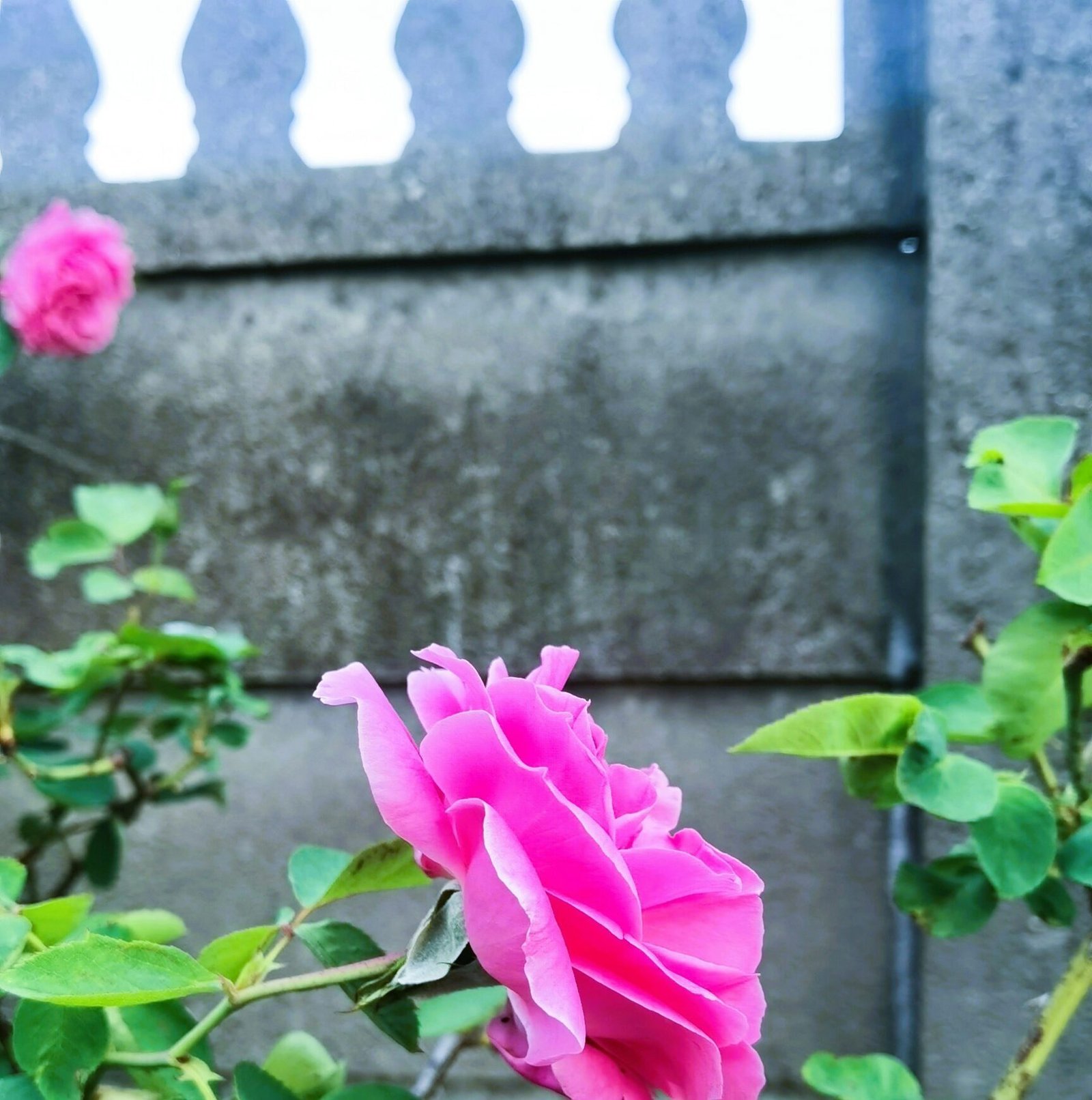 pink rose